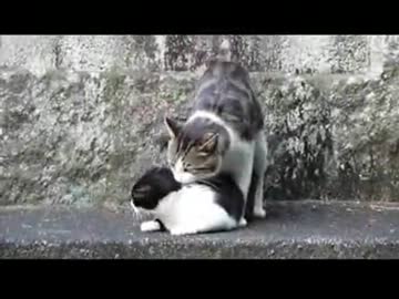 【猫】不倫相手と交尾中に妻が乱入www