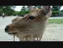 きまぶら！Part1 奈良公園