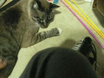 ガンバルパパ！　お腹に手を入れて持ち上げる練習