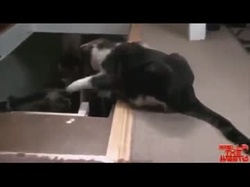 子供に階段の降り方を教える方法が犬と猫で違いすぎると話題に