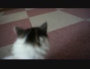 【リア獣】 猫部屋で遊ぶ　【猫万歳】