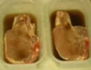 Raw Pork Takes The Pepsi Challenge...