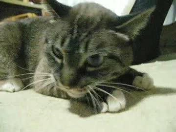 ガンバルパパ！　ジャンくんの喉がグルルルって聞こえる？