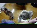 【レオ★ララ】 猫ダブル攻撃～