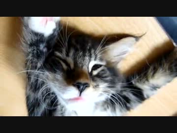 【リア獣】 バンジャーイ　【猫万歳】