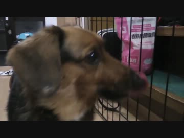 [自慢］うちのくっそかわいい犬と遊んだ
