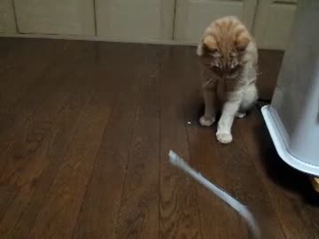 猫じゃらす