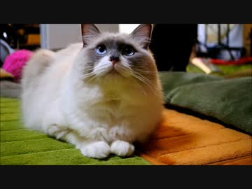 ねこの上目遣いがかわゆすぎる