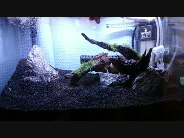 【水草】45cm水槽の立ち上げ