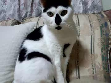 猫と遊ぼう
