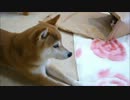 でっかい包装紙と柴犬と猫