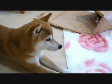 でっかい包装紙と柴犬と猫