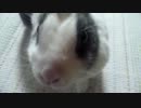 うさぎも懐くし鳴くんやで