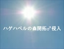 ハゲハベルの森開拓♂侵入