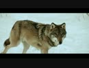 【高画質】洋楽メタル紹介【833】　Sonata Arctica - The Wolves Die Young