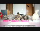 【リア獣】 バレンタイン　【猫万歳】