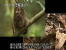 ゆっくり動物雑学「卵を抱かない…」