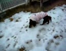 雪の上で大はしゃぎ♪