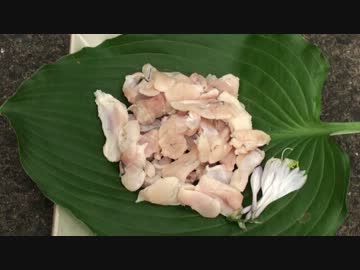 【自然を食べよう！】絶品！ウシガエルの洗い編　2/2