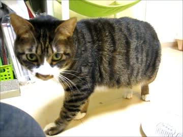 はじめての猫飼い075～食器洗い係～