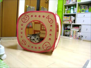 はじめての猫飼い076～里親募集のゆめちゃん～