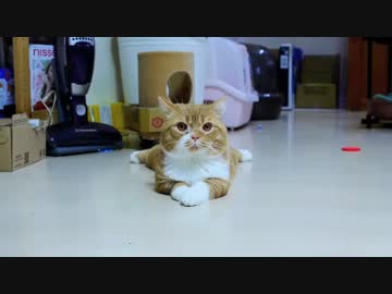 【マンチカンズ】我が道を行くパパ猫ティオ