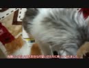 【リア獣】 生後二ヶ月の体重測定　【猫万歳】