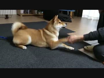 【ぽこ太】ごろん練習中か～ら～のサプライズ【柴犬６ヶ月】