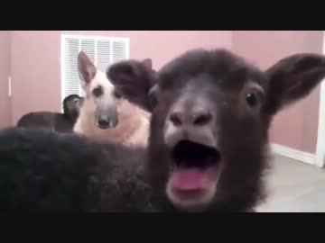 鳴き声が「成人男性の叫び声」にしか聞こえないヤギコンピレーション