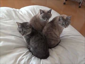 家猫日和　だんご４