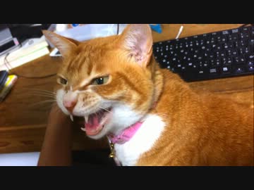 【２号】突然ヒザに乗って話し掛けてくるぬこ【ネコ】