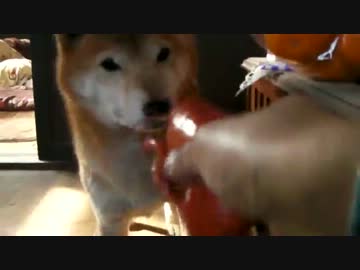 柴犬ジロー　2014-1月