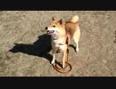 かわいい柴犬の桃ちゃんと公園で遊びました