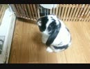うさぎとご飯【ロップイヤー】