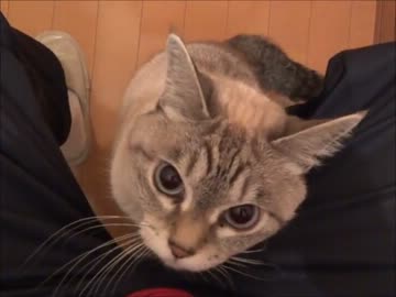 家猫日和　うりしっぽ