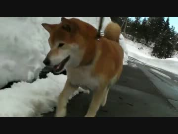 柴犬ジロー　最近のマイブーム