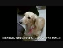 マリオカートWii　実況やります#34　ロック杯31-1編