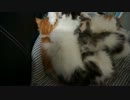【リア獣】 フリーダム　【猫万歳】