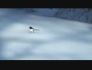 【歩くだけ】　セグロセキレイ　【鳥】