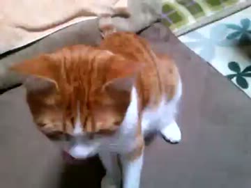 おかわりを言う前に勝手におかわりをする猫