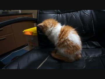 【リア獣】 寝起き　【猫万歳】