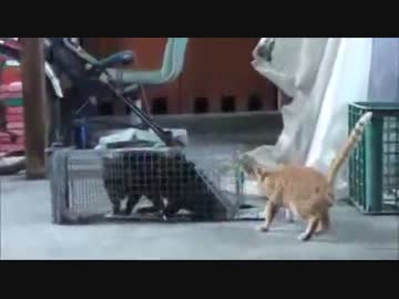 野良猫捕獲動画集
