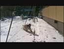 雪に埋もれるなり　シャム猫にゃりー。