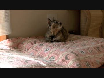 くるねこ大和　140219　ポッちゃんコロン