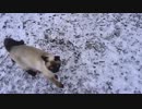 雪景色とシャム猫にゃりー。