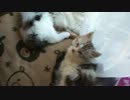 【リア獣】 昼間の姿　【猫万歳】