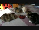 【リア獣】 遊ぶ猫達　【猫万歳】