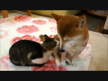 柴犬と猫のおでこをマッサージ