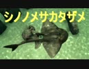 【AQUANAUT'S HOLIDAY】美しい海でどんどこ探索　14
