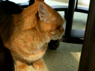 拾いねこ＠生後596/563日　ちーさかったアコさんが両手でも抱えきれなく！